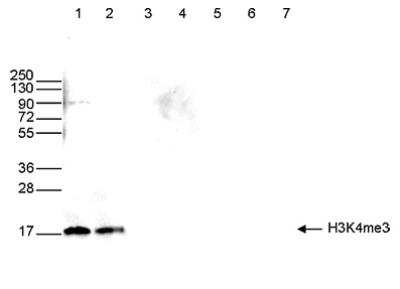 Western Blot: Histone H3 [Trimethyl Lys4] Antibody [NBP2-59186]